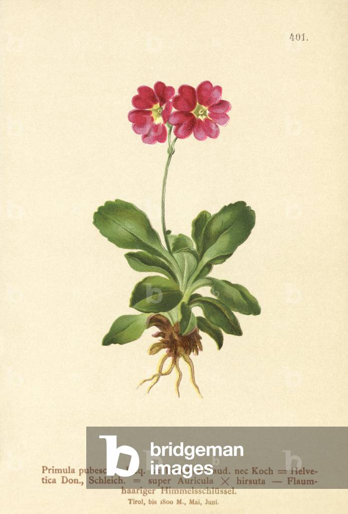 Garden Auricula (Primula pubescens, Primula Rhaetica, Primula Helvetica) (colour litho)