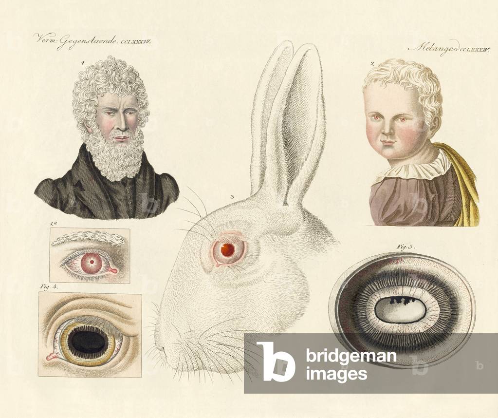 Albinos (coloured engraving)