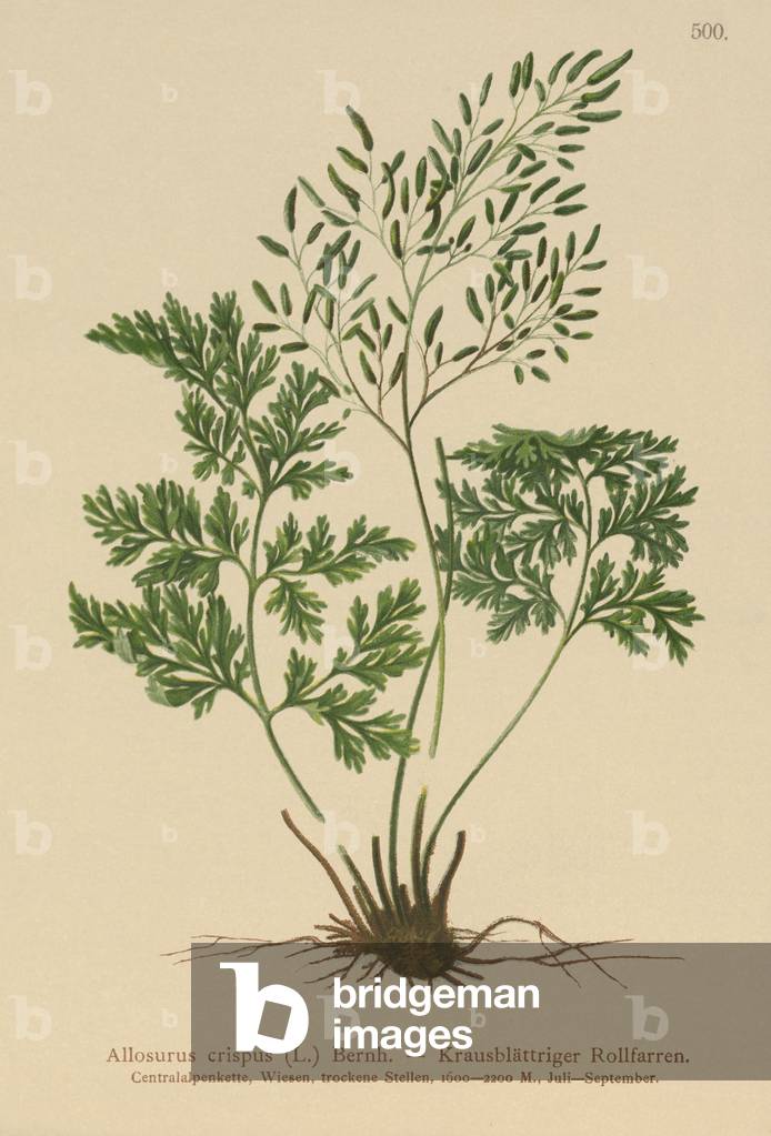Parsley Fern (Allosurus crispus, Cryptogramma crispa, Osmunda crispa, Allosorus crispus) (colour litho)