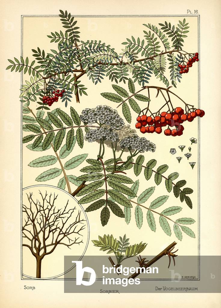 The Sorb (colour litho)