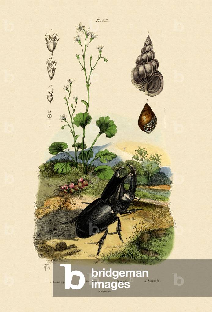 Saxifrage, 1833-39 (coloured engraving)