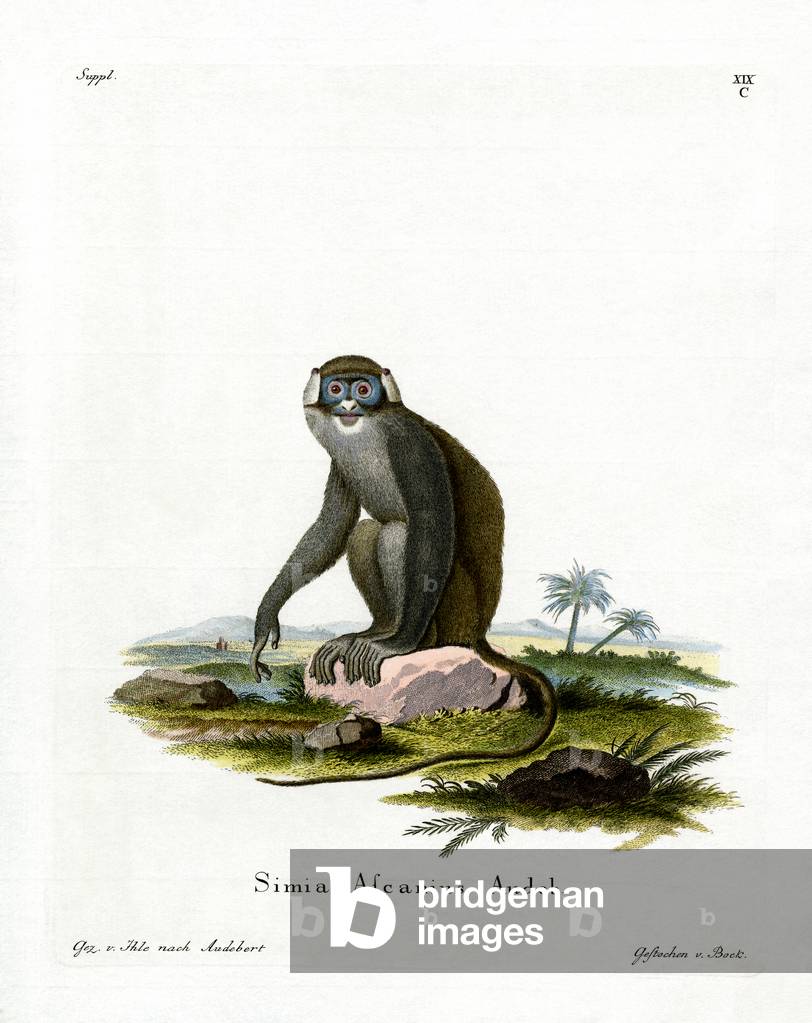 Red-tailed Monkey (coloured engraving)