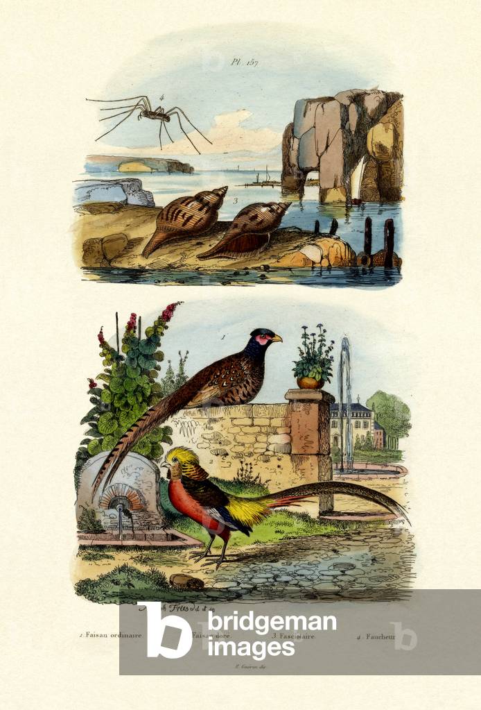 Pheasant, 1833-39 (coloured engraving)