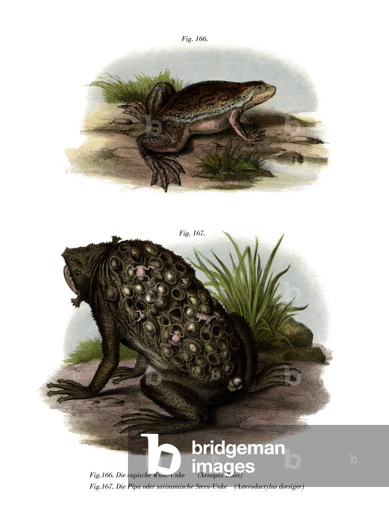 African Clawed Frog (colour litho)