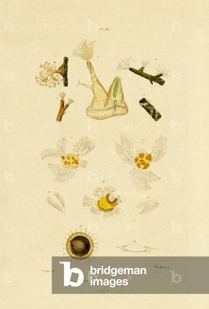 Polyp, 1833-39 (coloured engraving)
