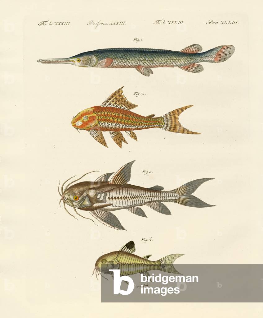 Armoured fish (coloured engraving)