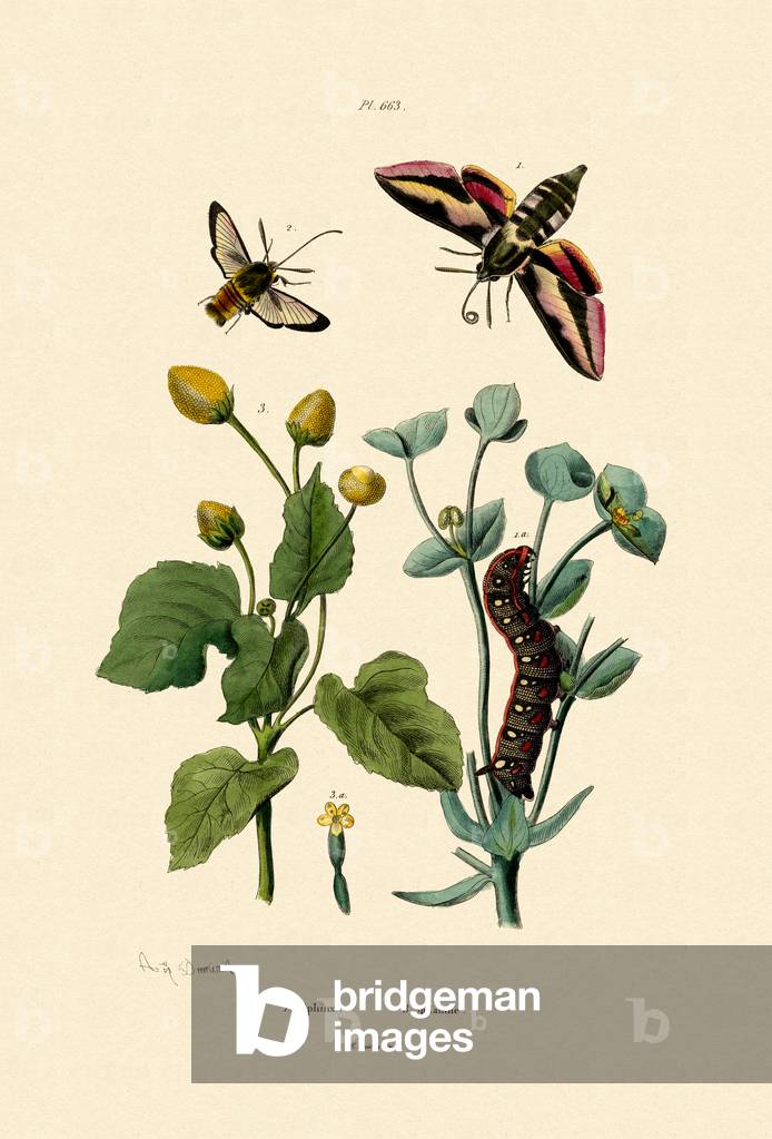 Privet Hawkmoth, 1833-39 (coloured engraving)