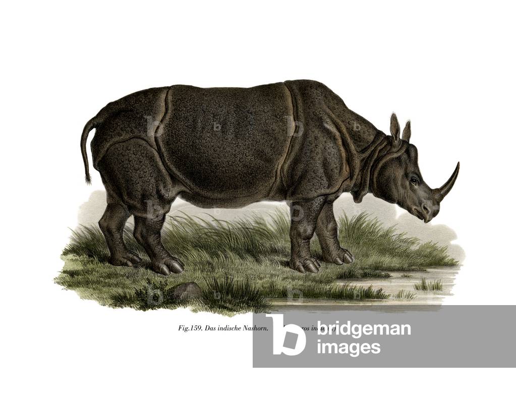 Indian Rhinoceros, 1860 (colour litho)