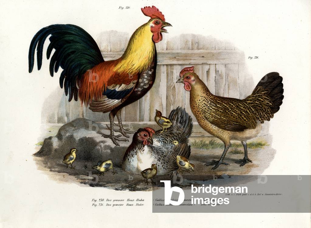 Domestic Fowl, 1864 (colour litho)