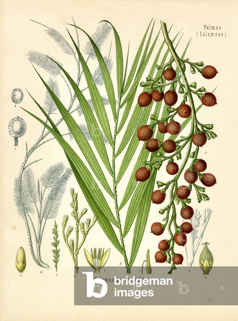 Dragons Blood (colour litho)