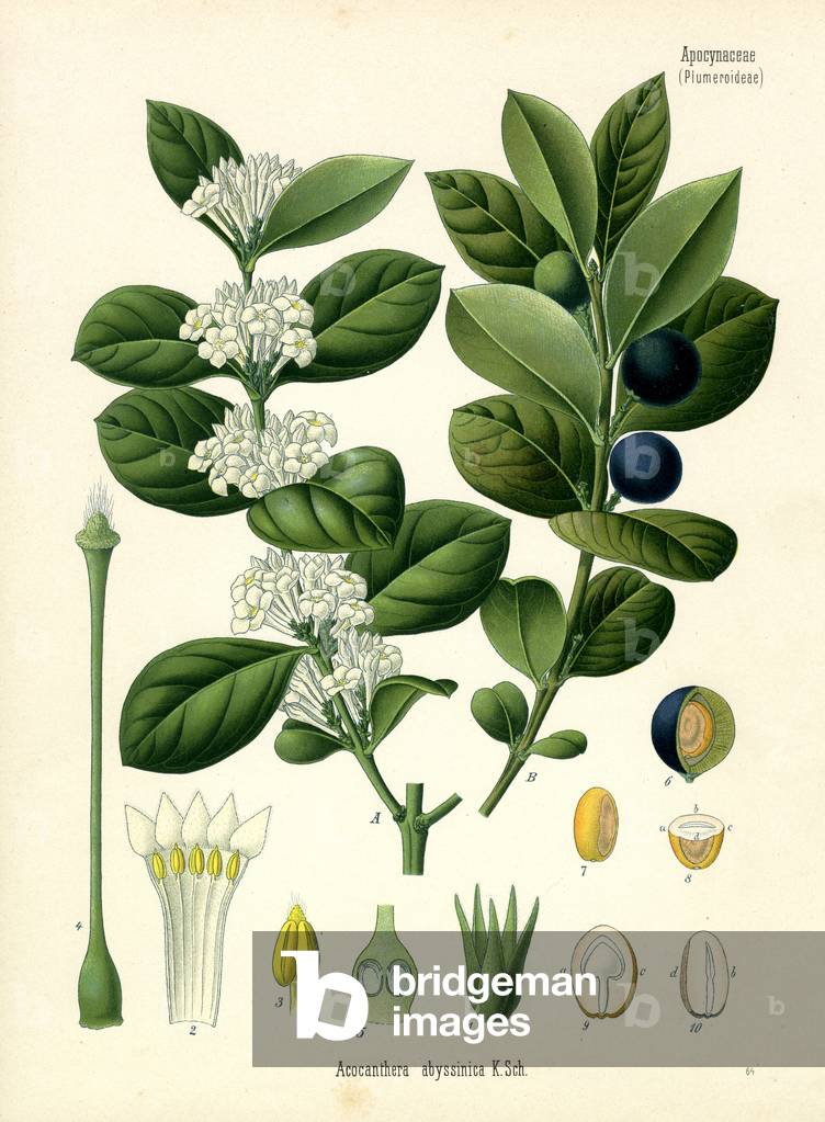 Acokanthera Schimperi (colour litho)