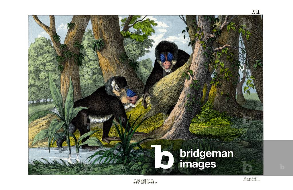Mandrill, 1860 (colour litho)