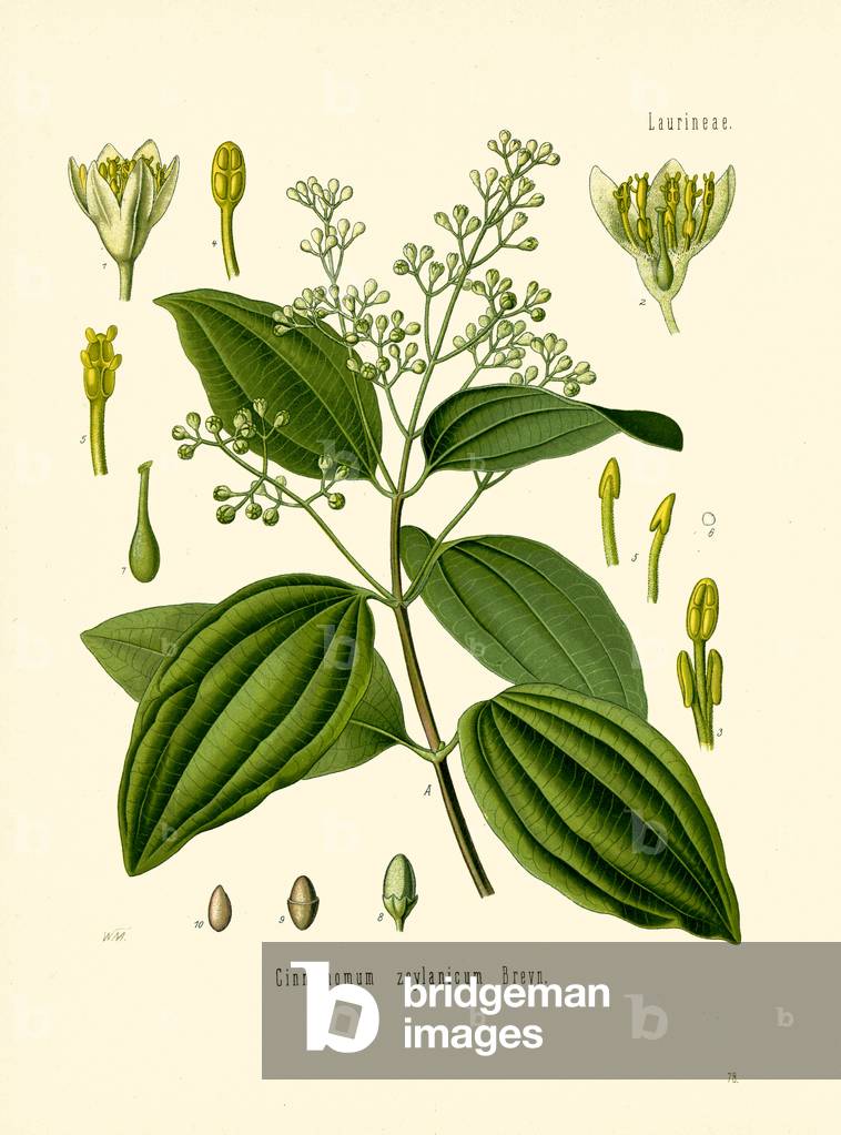 Cinnamon Tree (colour litho)