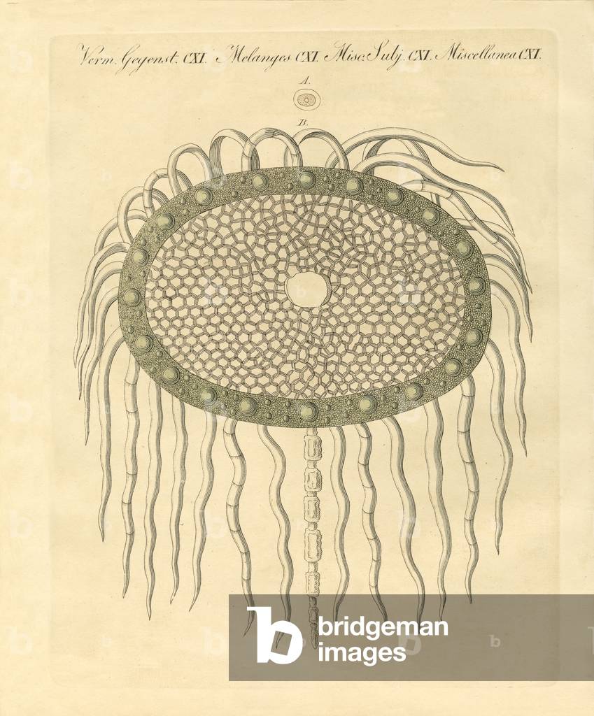 Microscopic image from the hole of the plumeless thistle-pulp (coloured engraving)
