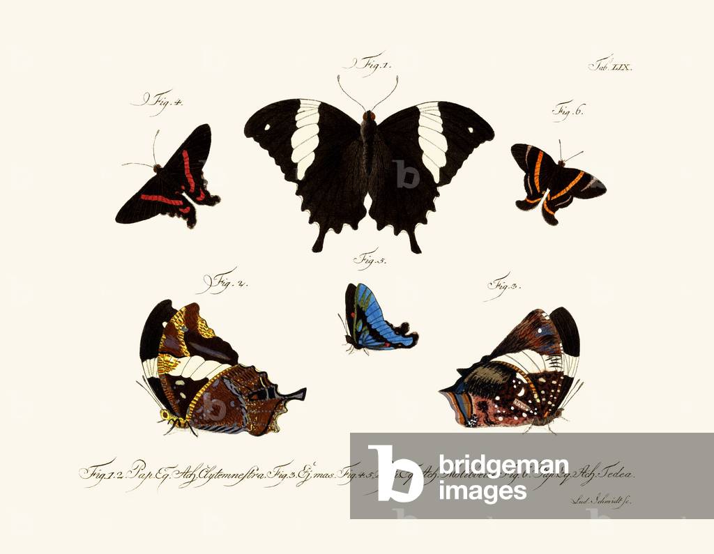 Butterflies, 1783-1806 (coloured engraving)