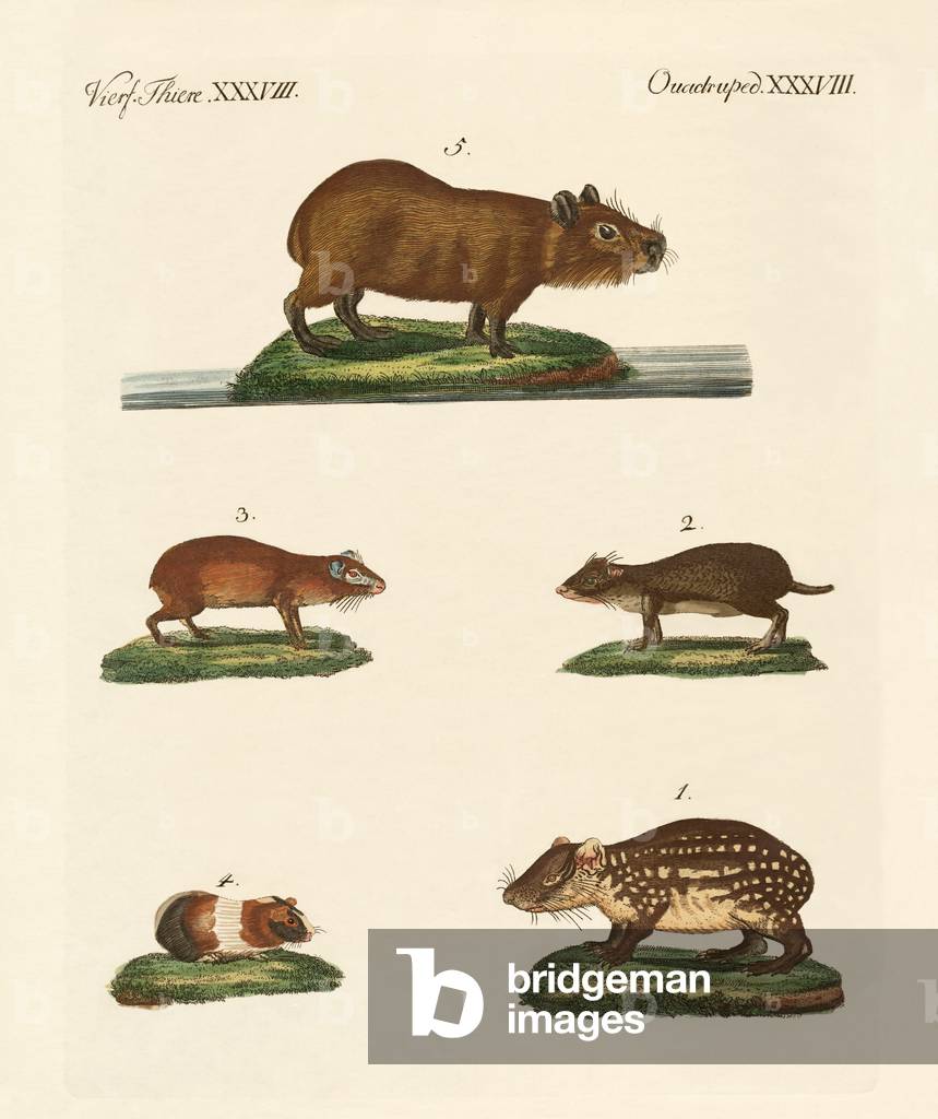 Cavys (coloured engraving)