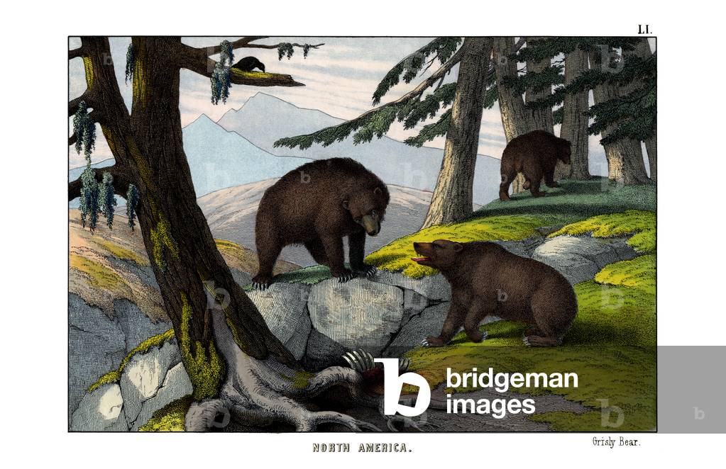 Grizzly bear, 1860 (colour litho)