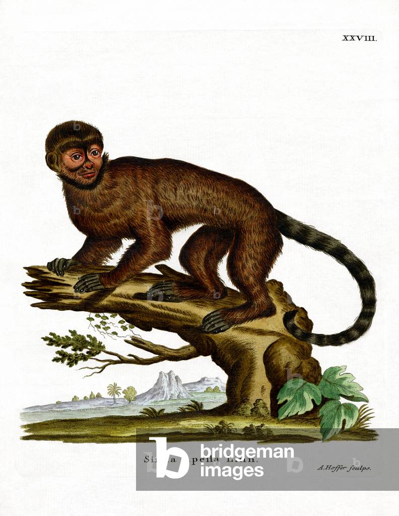 Tufted Capuchin (coloured engraving)