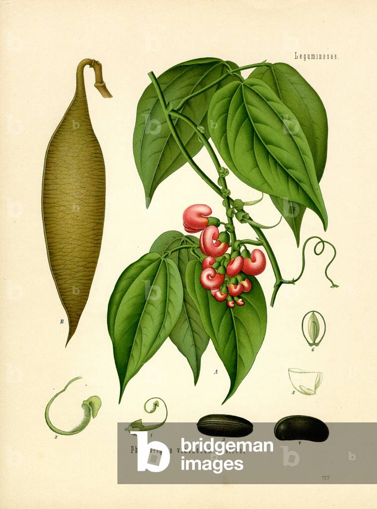 Calabar Bean (colour litho)