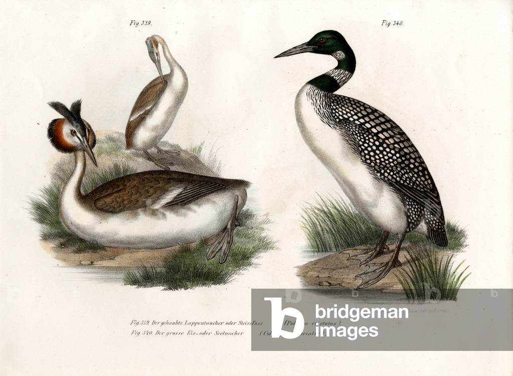 Great Crested Grebe, 1864 (colour litho)