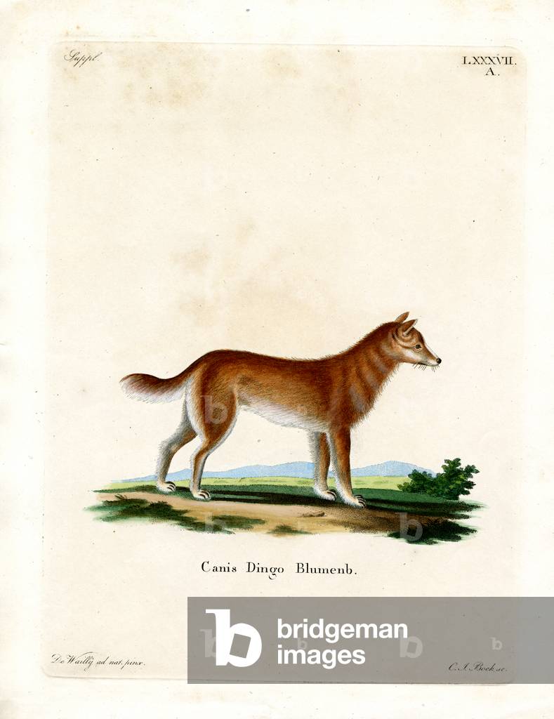 Dingo (coloured engraving)