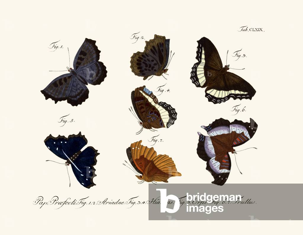 Butterflies, 1783-1806 (coloured engraving)