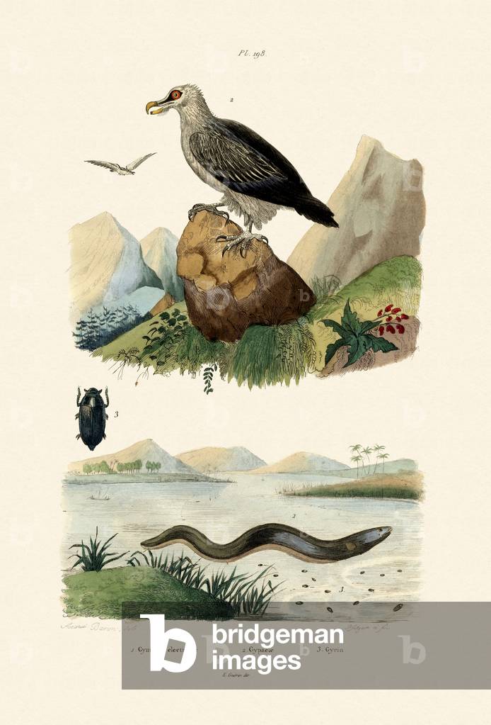 Electric Eel, 1833-39 (coloured engraving)