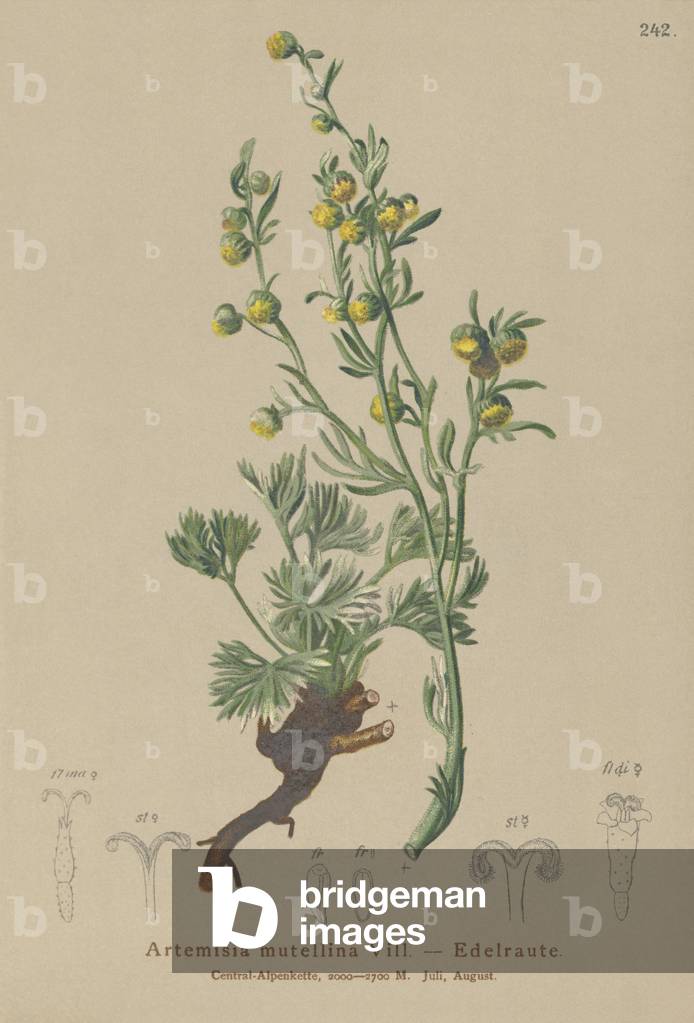 White Genepi (Artemisia mutellina, Artemisia umbelliformis) (colour litho)