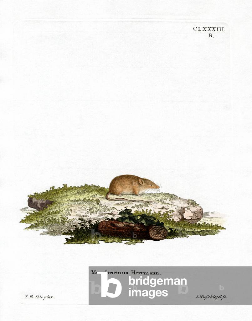 White-toothed Shrew (coloured engraving)