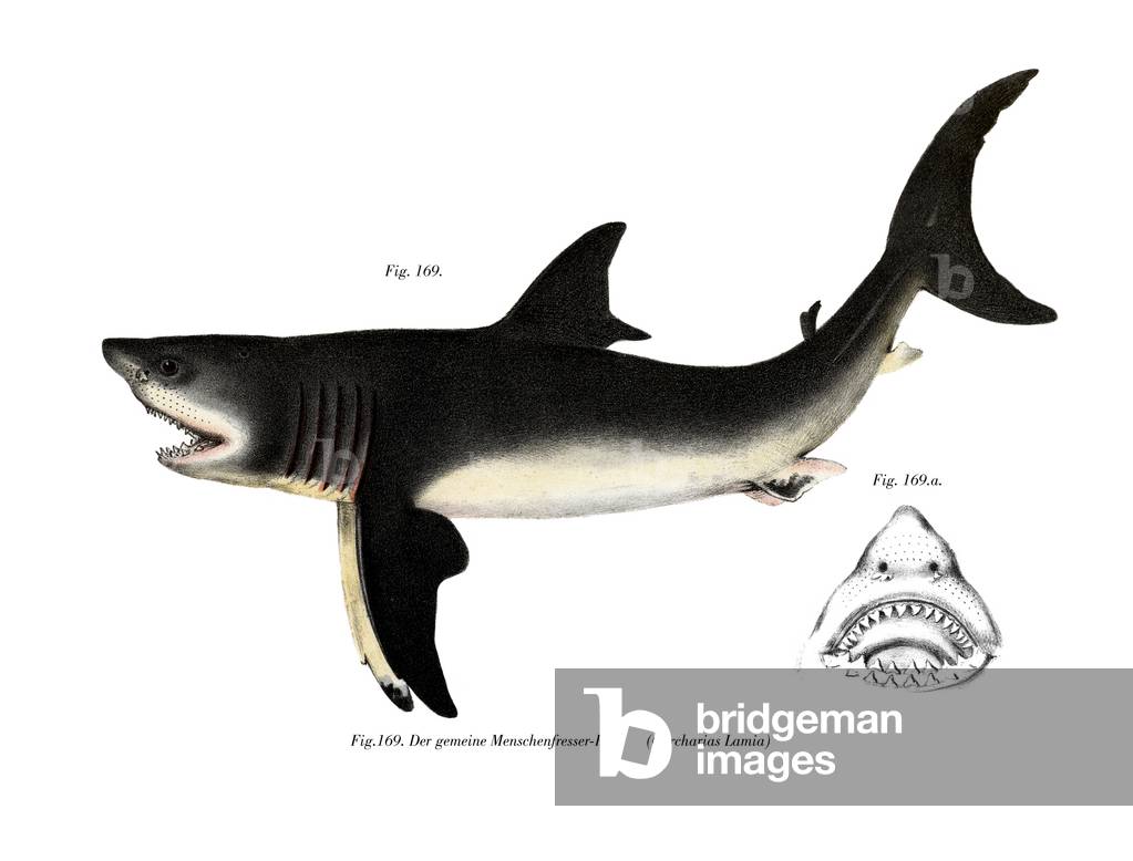 White Shark (colour litho)