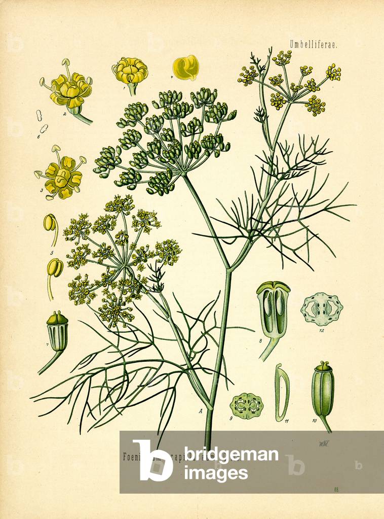 Fennel (colour litho)