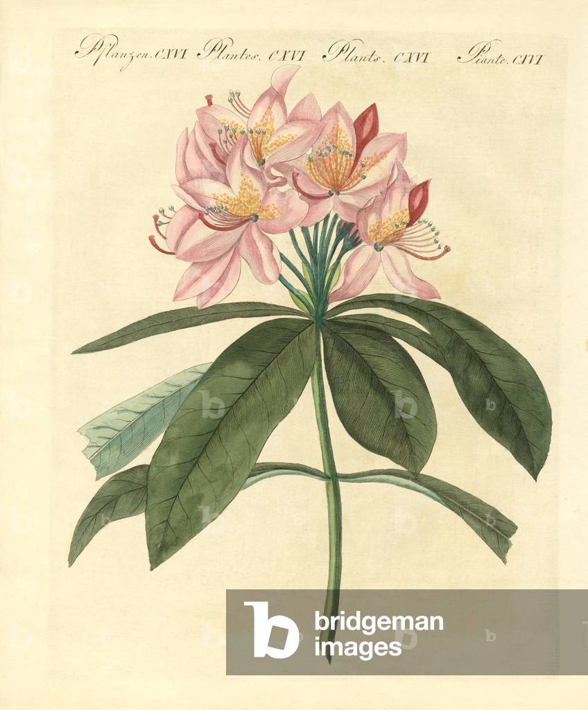 Beautiful foreign bushes (coloured engraving)