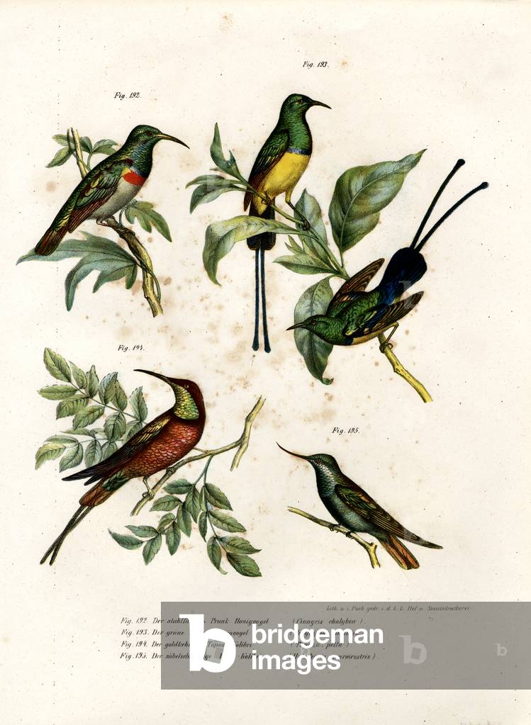 Southern Double-collared Sunbird, 1864 (colour litho)
