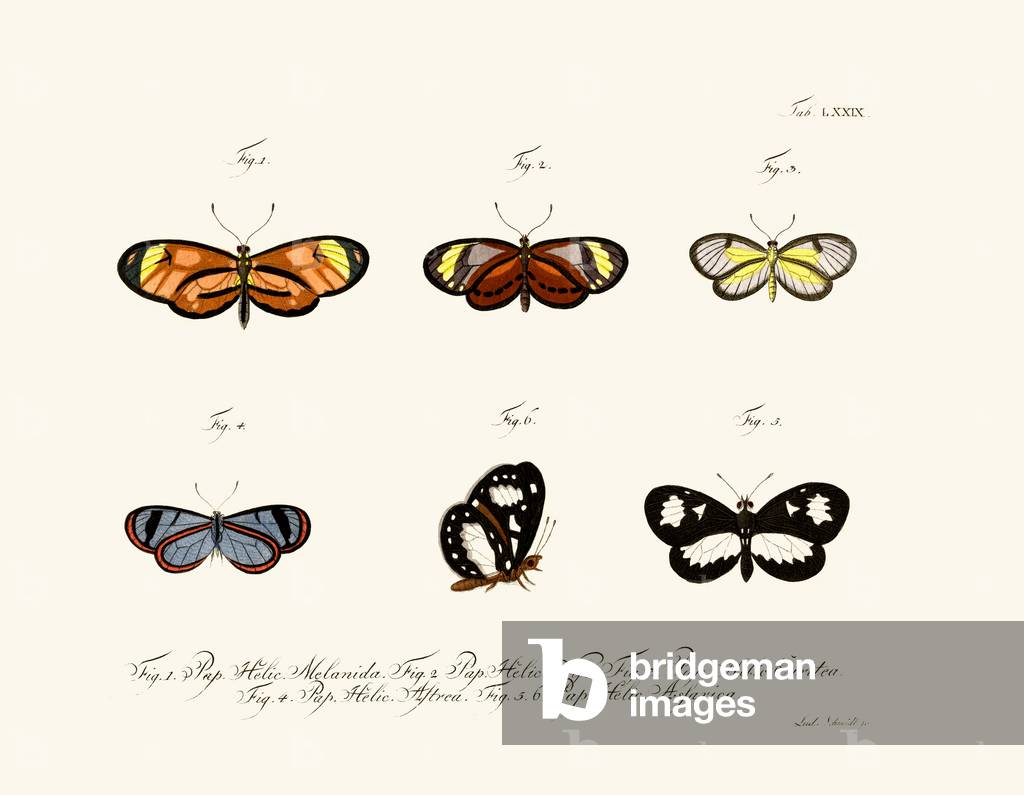 Butterflies, 1783-1806 (coloured engraving)