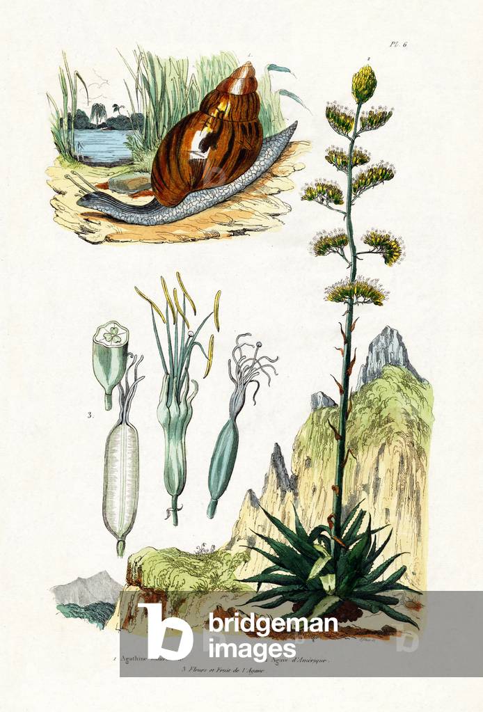 Agate Snail, 1833-39 (coloured engraving)
