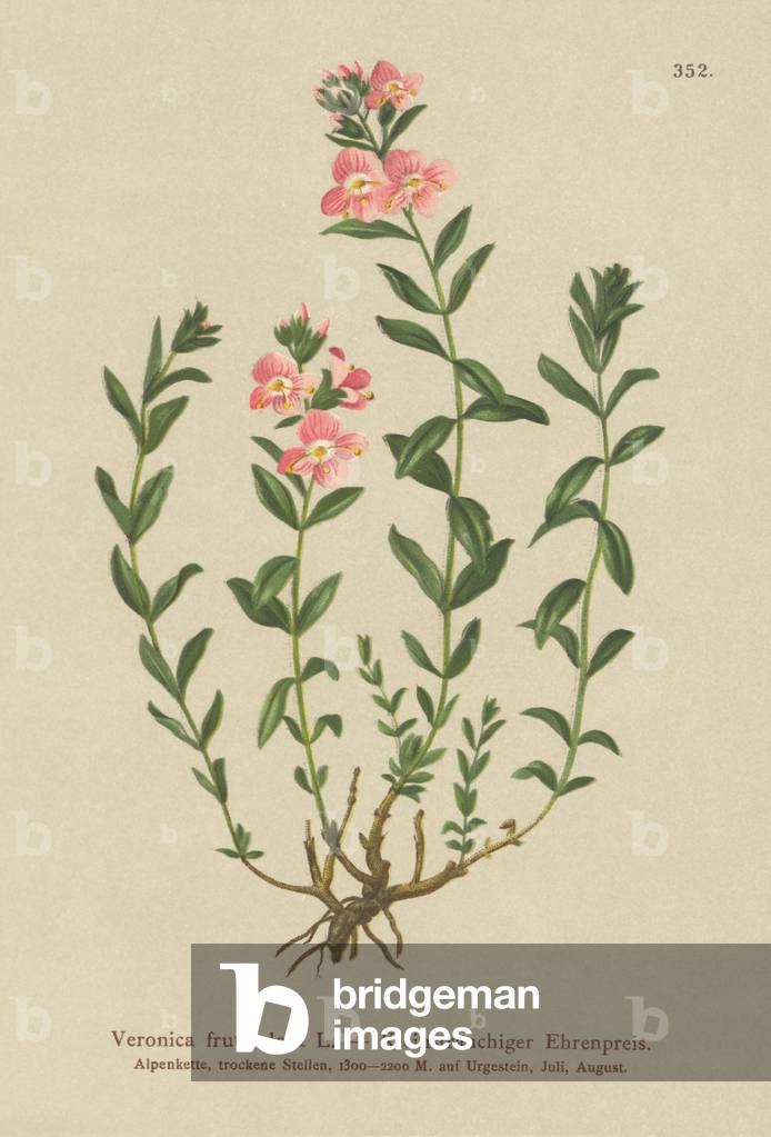 Shrubby Speedwell (Veronica fruticulosa, Veronica frutescens) (colour litho)