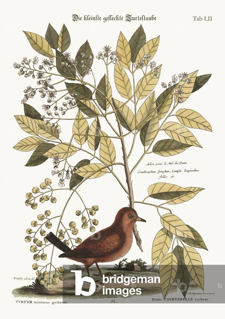 The Ground Dove, 1749-73 (coloured engraving)