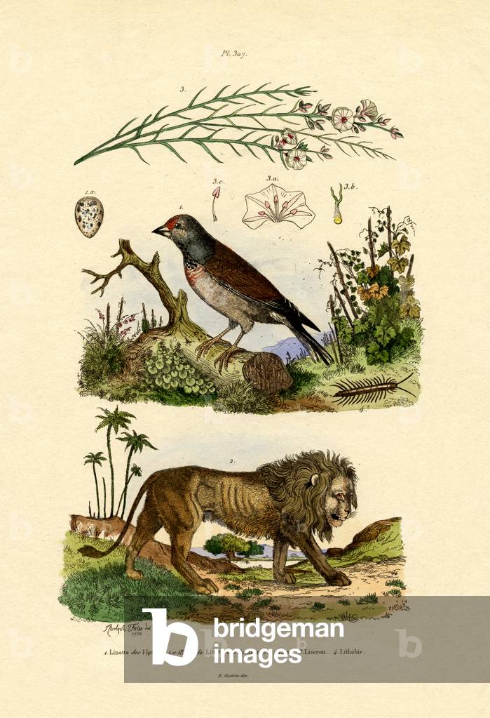 Linnet, 1833-39 (coloured engraving)