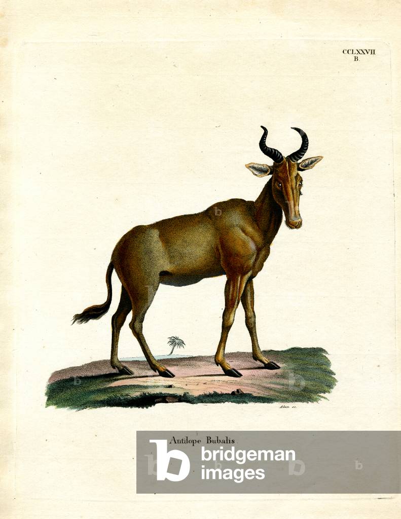 Hartebeest (coloured engraving)
