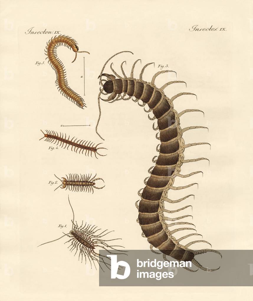 Peculiar insects (coloured engraving)