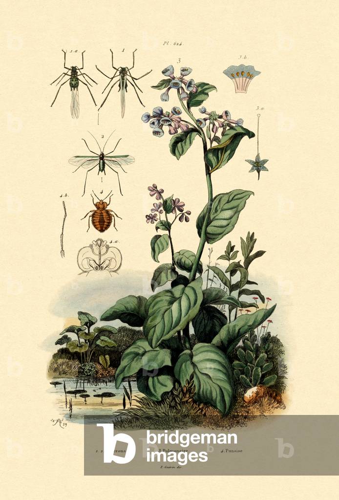 Plantlice, 1833-39 (coloured engraving)