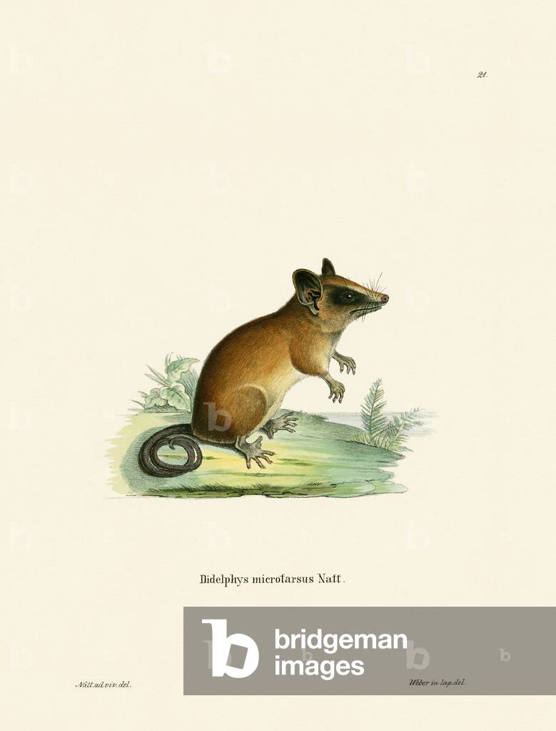Brazilian Gracile Mouse Opossum (coloured engraving)