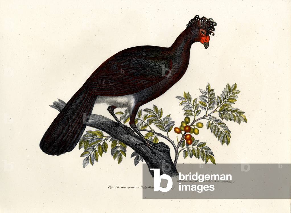 Black Curassow, 1864 (colour litho)