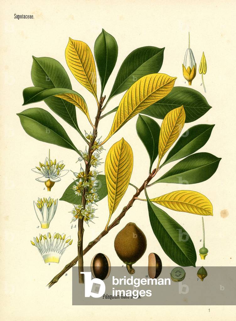 Guttapercha Tree (colour litho)