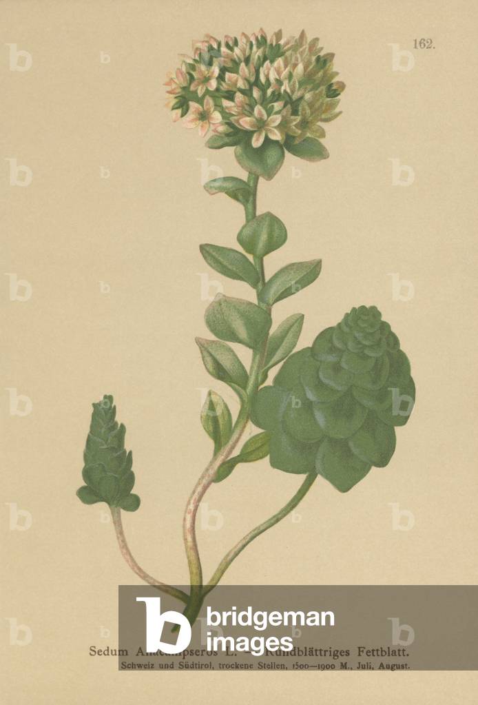Evergreen Orpine (Sedum Anacampseros, Hylotelephium anacampseros) (colour litho)