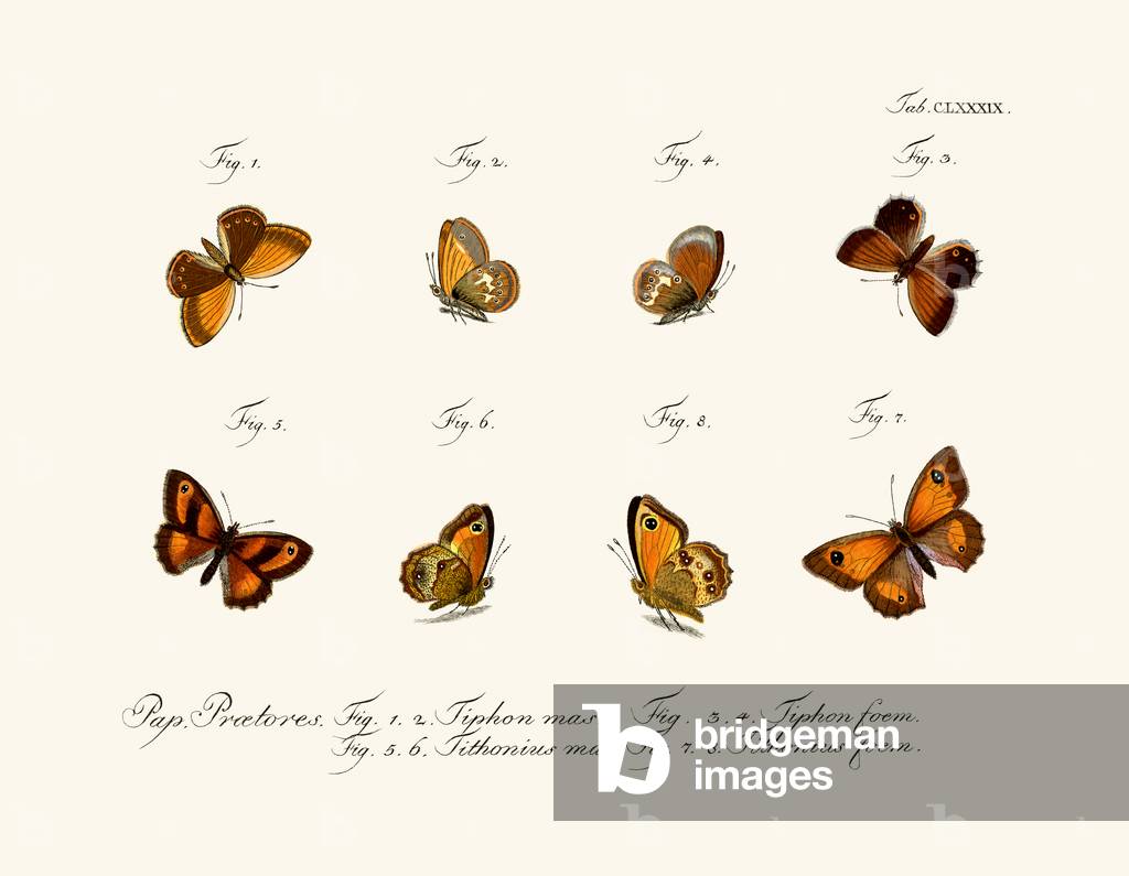 Butterflies, 1783-1806 (coloured engraving)