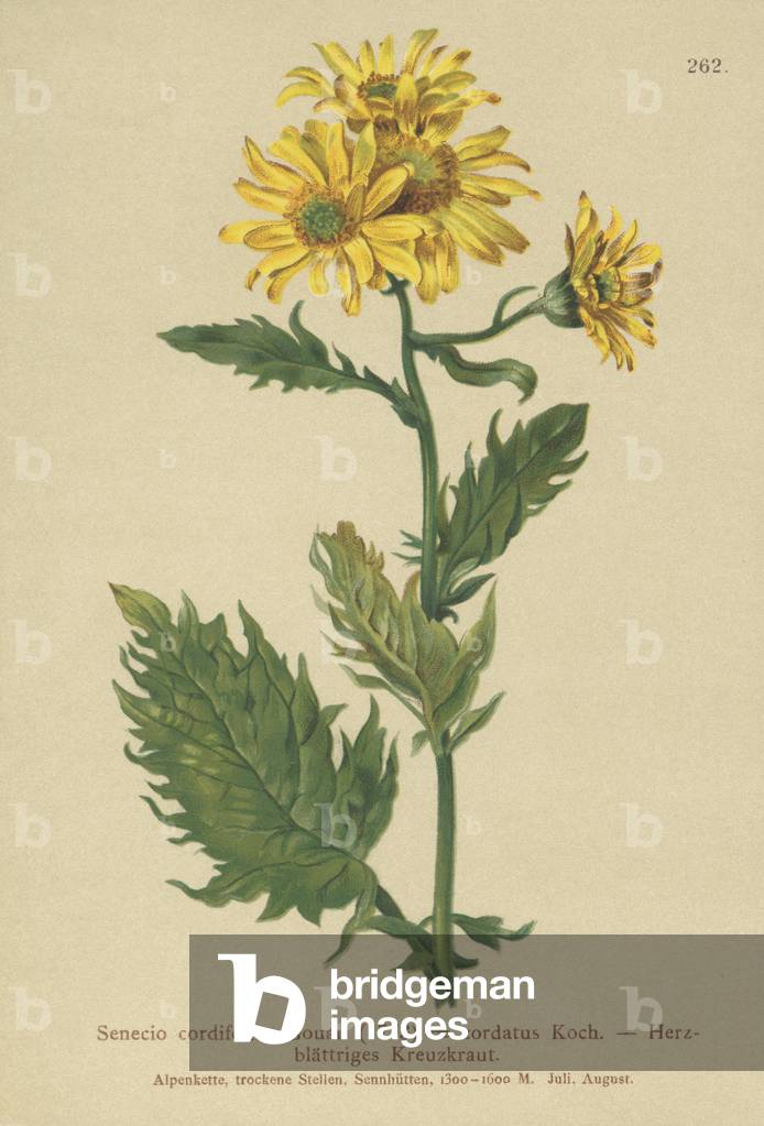 Alpine Ragwort (Senecio cordifolius, Senecio cordatus, Senecio alpinus, Jacobaea alpina) (colour litho)