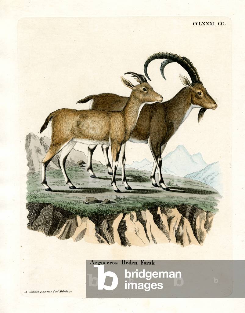 Nubian Ibex (coloured engraving)