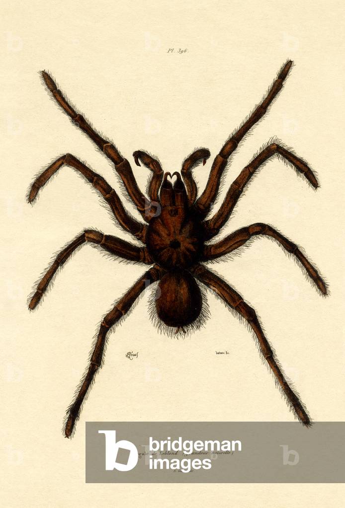 Tarantula, 1833-39 (coloured engraving)