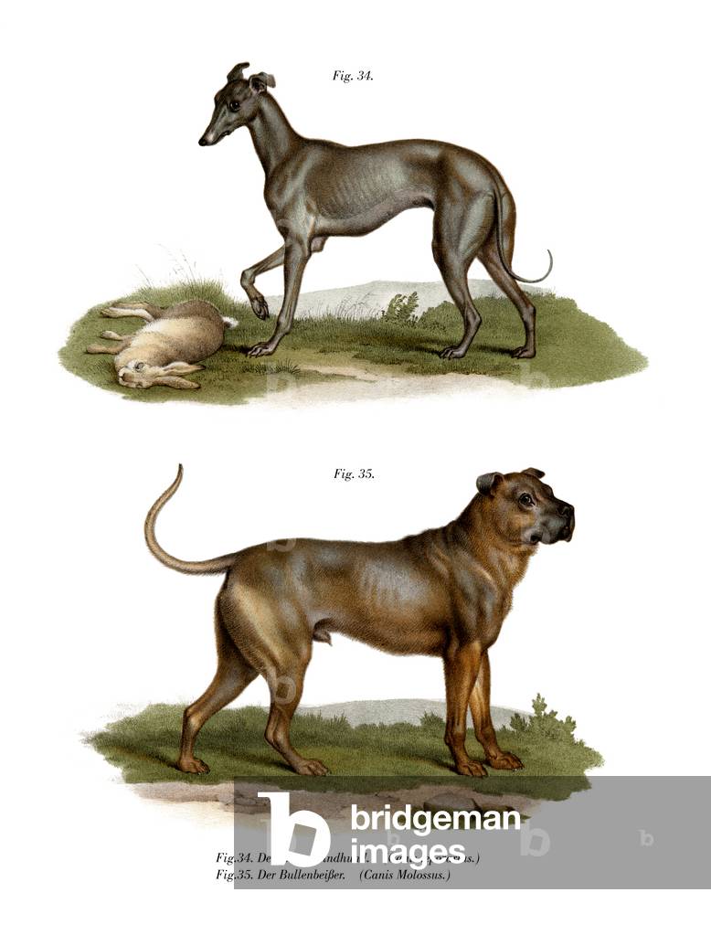 Grayhound, 1860 (colour litho)